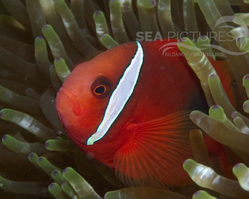 Anemonenfische