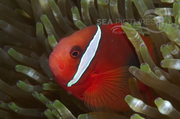 KV Amphiprion melanopus PH 08 12774