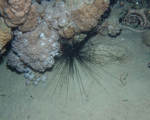 Seeigel