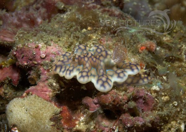 KV Ceratosoma sinuatum PH 08 08911