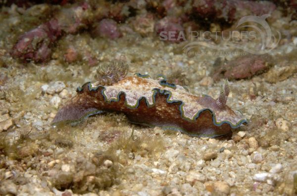 KV Glossodoris cincta  PH 06 108