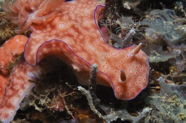 Ceratosoma cornigerum