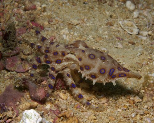 Niedere Tiere Niedere Tiere