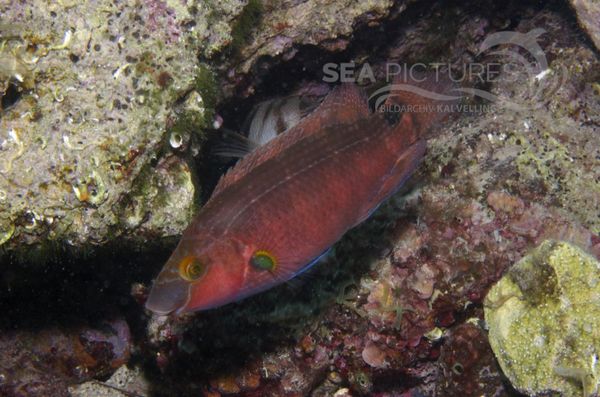 KV Mittelmeer-Lippfisch Symphodus mediterraneus KR 06 942