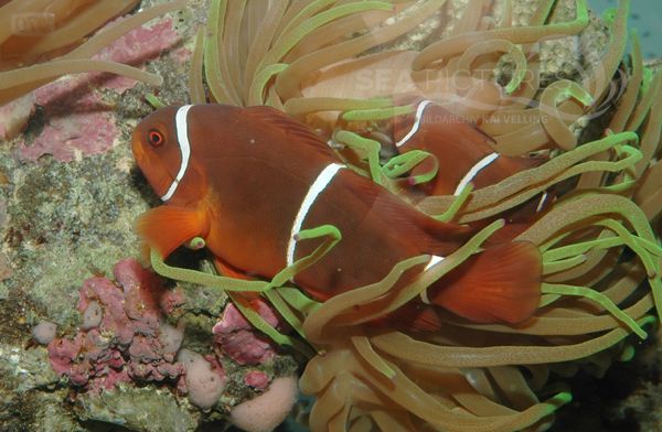 Samt-Anemonenfisch  Premnas biaculeatus  Eigelege