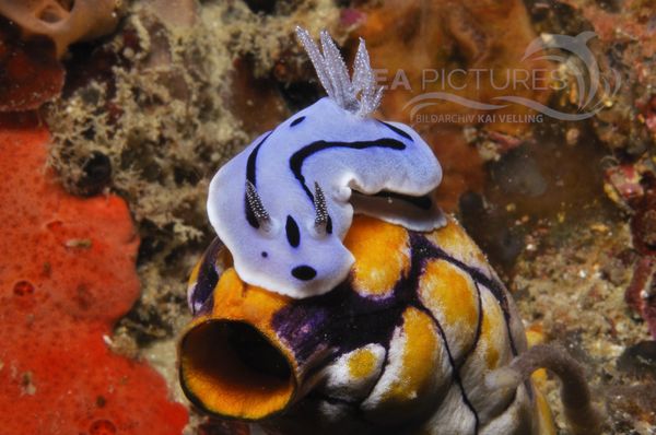 Chromodoris willani