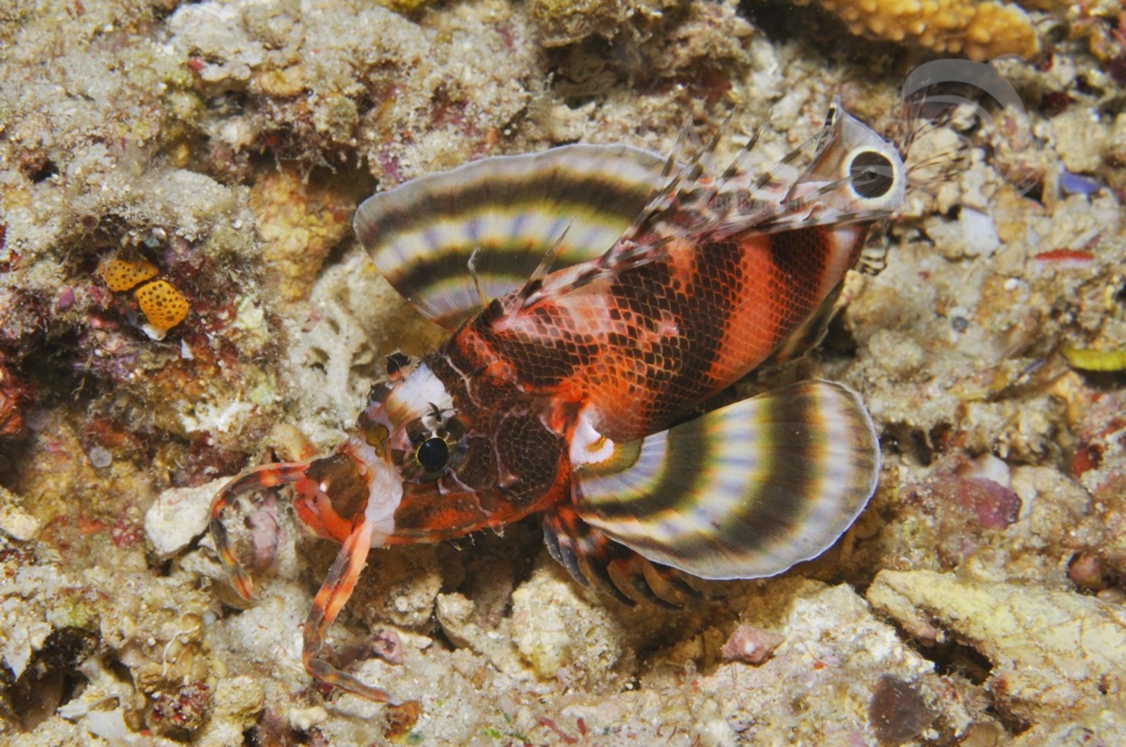 Dendrochirus biocellatus