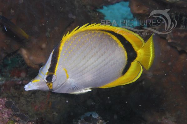 Chaetodon selene