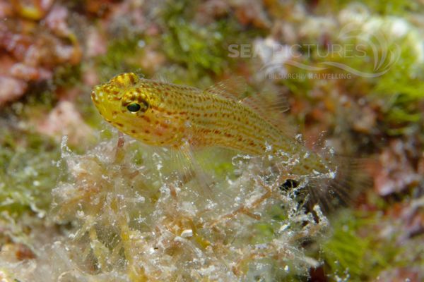 Gobius xanthocephalus