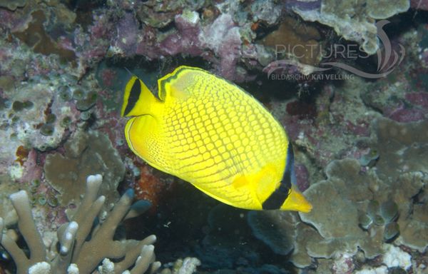 KV Grossschuppen-Falterfisch  Chaetodon rafflesii  MALA 06