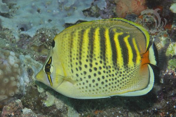 Chaetodon punctatofasciatus