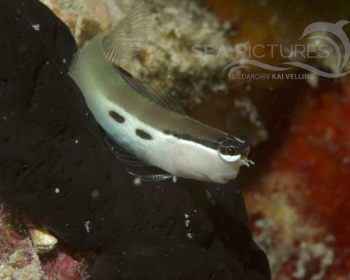 Schleimfische