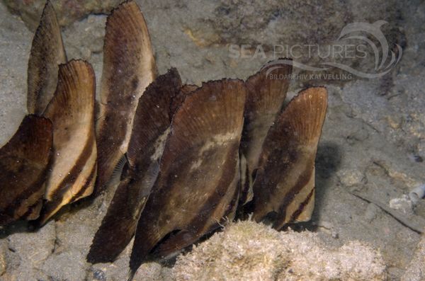 KV Rundkopf-Fledermausfisch juv. Platax orbicularis  PH 06 001