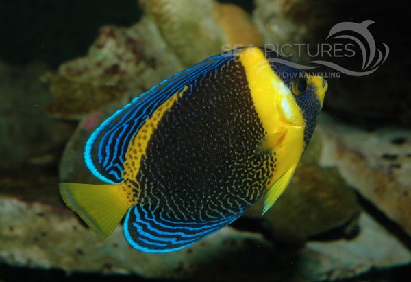 Scribbled Angelfish  Chaetodontoplus duboulayi juv 7835