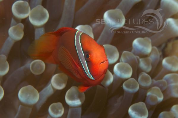 KV Anemonenfisch Amphiprion melanopus    PH 06 013