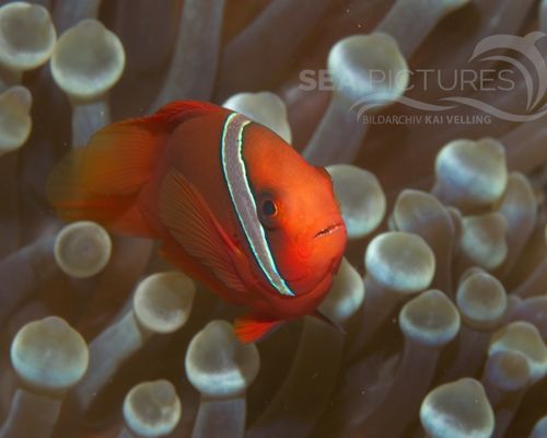 Anemonenfische
