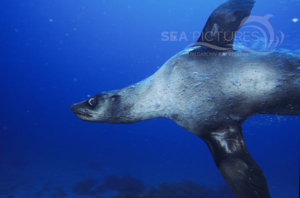 KV Arctocephalus pusillus  Australien Seebaer  SA 04 2