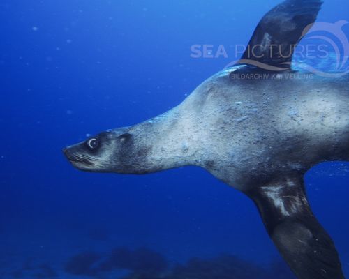 Meeressäuger Meeressäuger