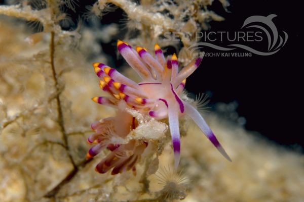  Flabellina rubrolineata