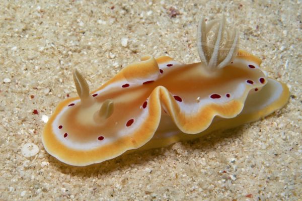 Glossodoris cruenta