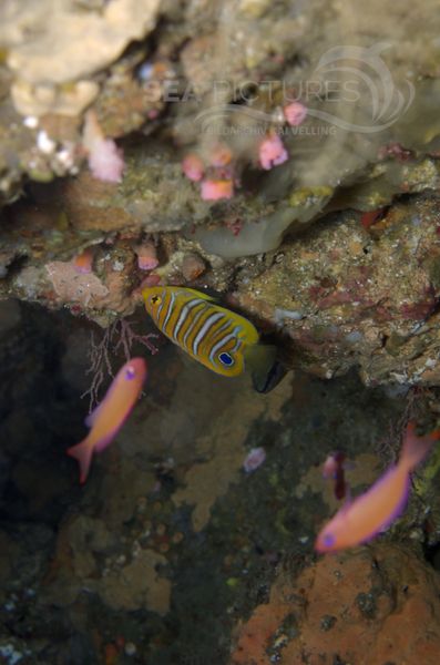KV Pygoplites diacanthus juv. PH 08 11910