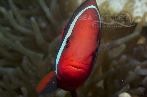 KV Anemonenfisch Amphiprion frenatus PH 06 009  1 