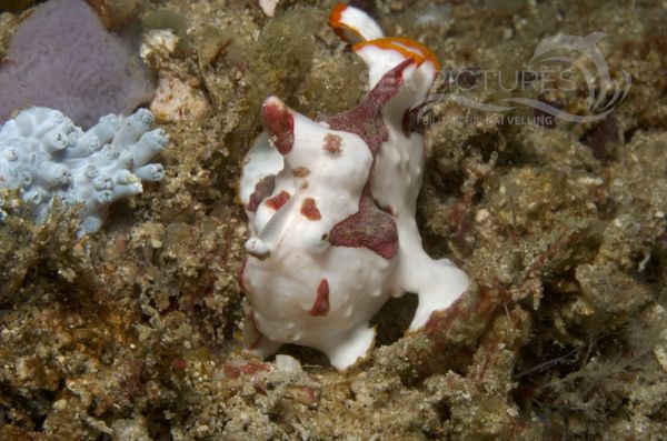 KV Clown-Anglerfisch Antennarius maculatus  PH 08 00931