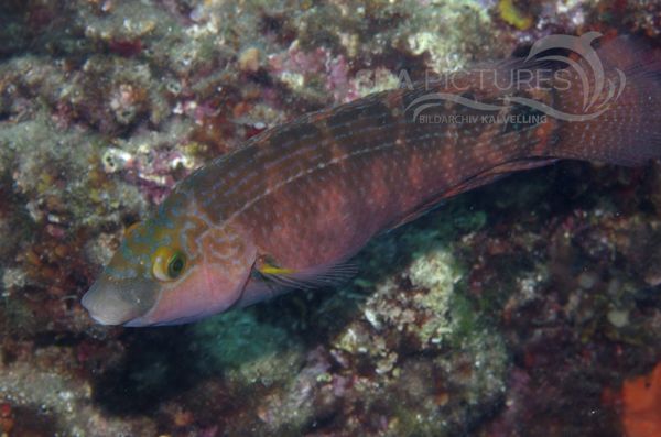 KV Mittelmeer-Lippfisch Symphodus mediterraneus KR 06 1508