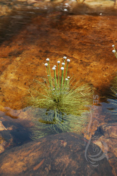 Wasserpflanze-AU