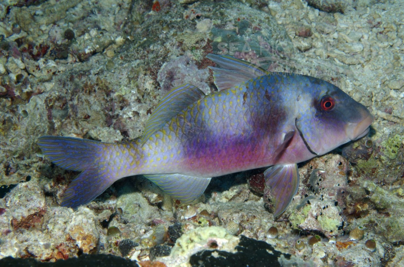  KV Doppelband-Meerbarbe  Parupeneus bifasciatus  MALA 06