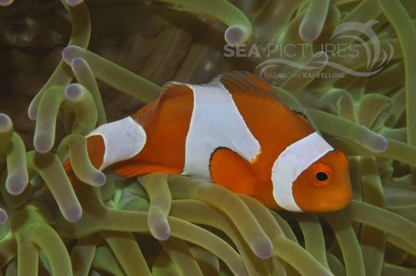 Amphiprion ocellaris