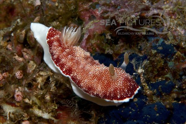 Chromodoris sp