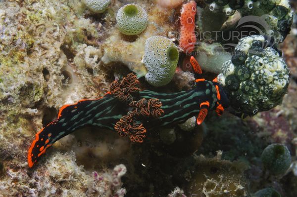 Nembrotha kubaryana