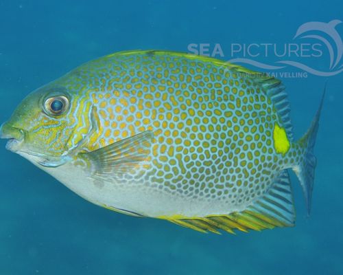 Kaninchenfische