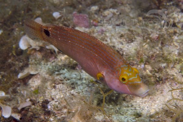 Symphodus mediterraneus