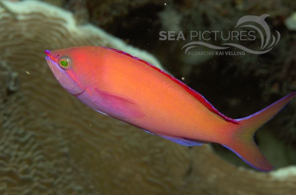  KV Fahnenbarsch   Pseudanthias sp.MALA 06.