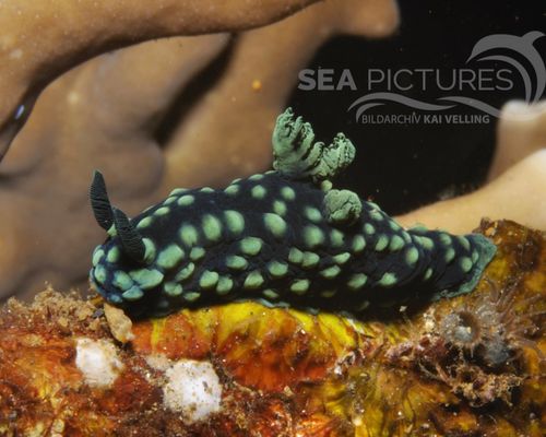 Niedere Tiere Niedere Tiere