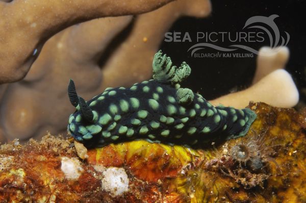 Nembrotha cristata