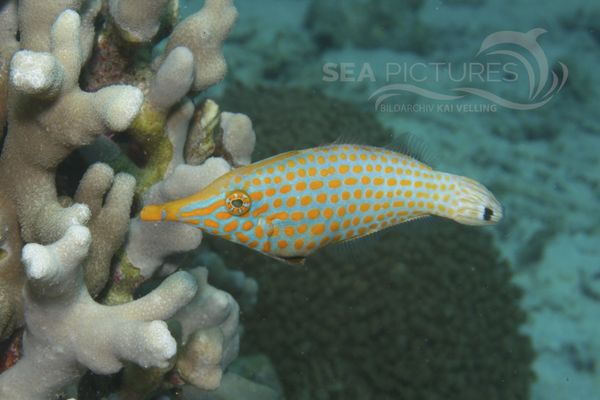 Oxymonacanthus longirostris