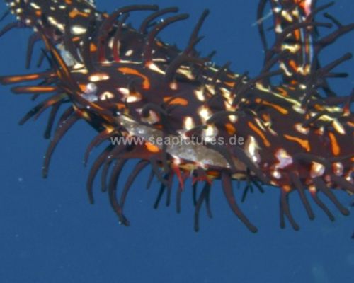 Geisterpfeifenfische