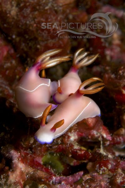 Hypselodoris bullocki 