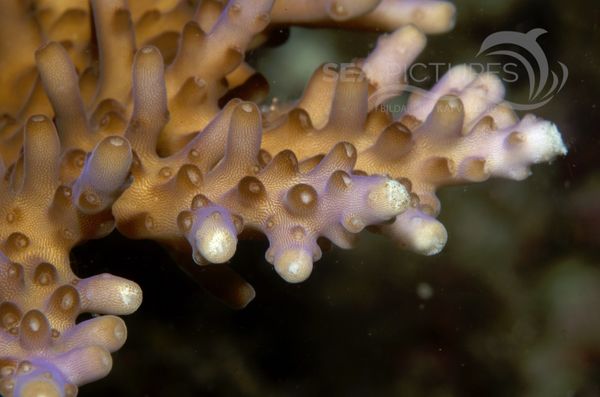 KV Acropora sp. PH 06 005