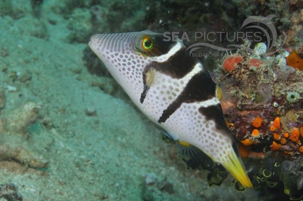 Canthigaster valentini