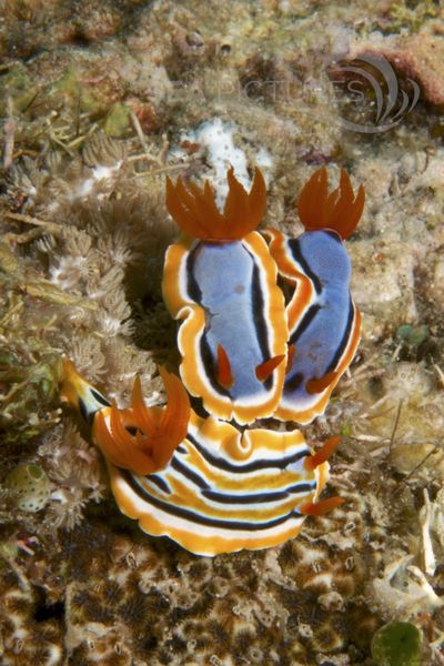 Chromodoris strigata