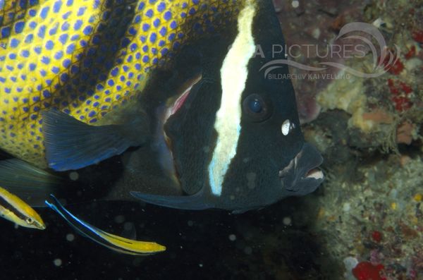 KV Sechsbinden-Kaiserfisch  Pomacanthus sexstriatus  MALA 06.