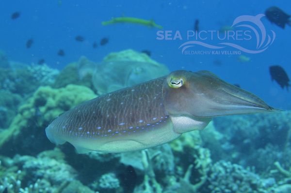 Sepia latimanus