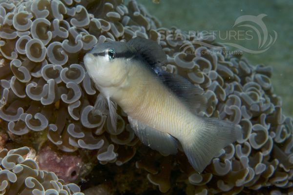 Pseudochromis perspicillatus