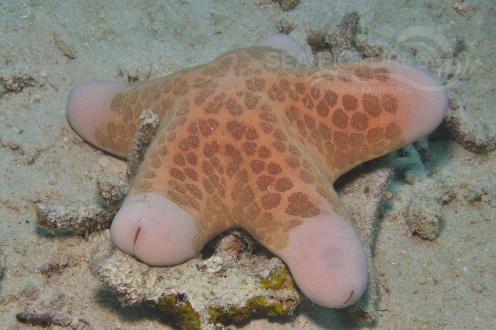 Choriaster granulatus