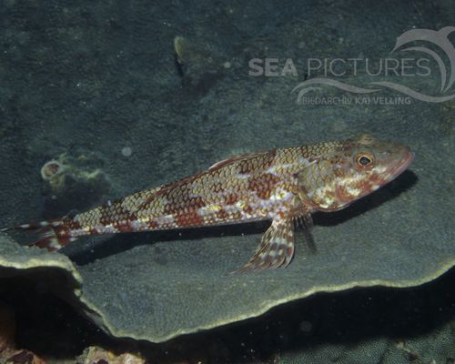 Eidechsenfische