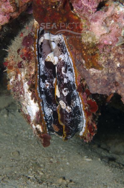 KV Spondylus varius PH 06 025